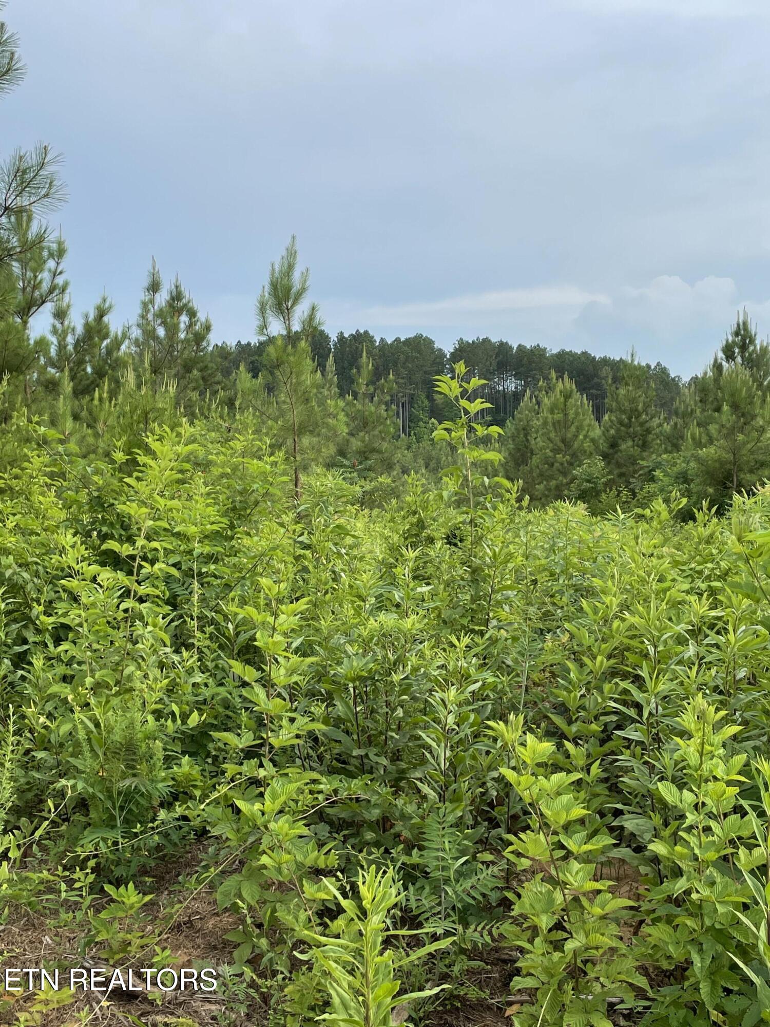 Lot 51 Three Point Road Madisonville TN 37354