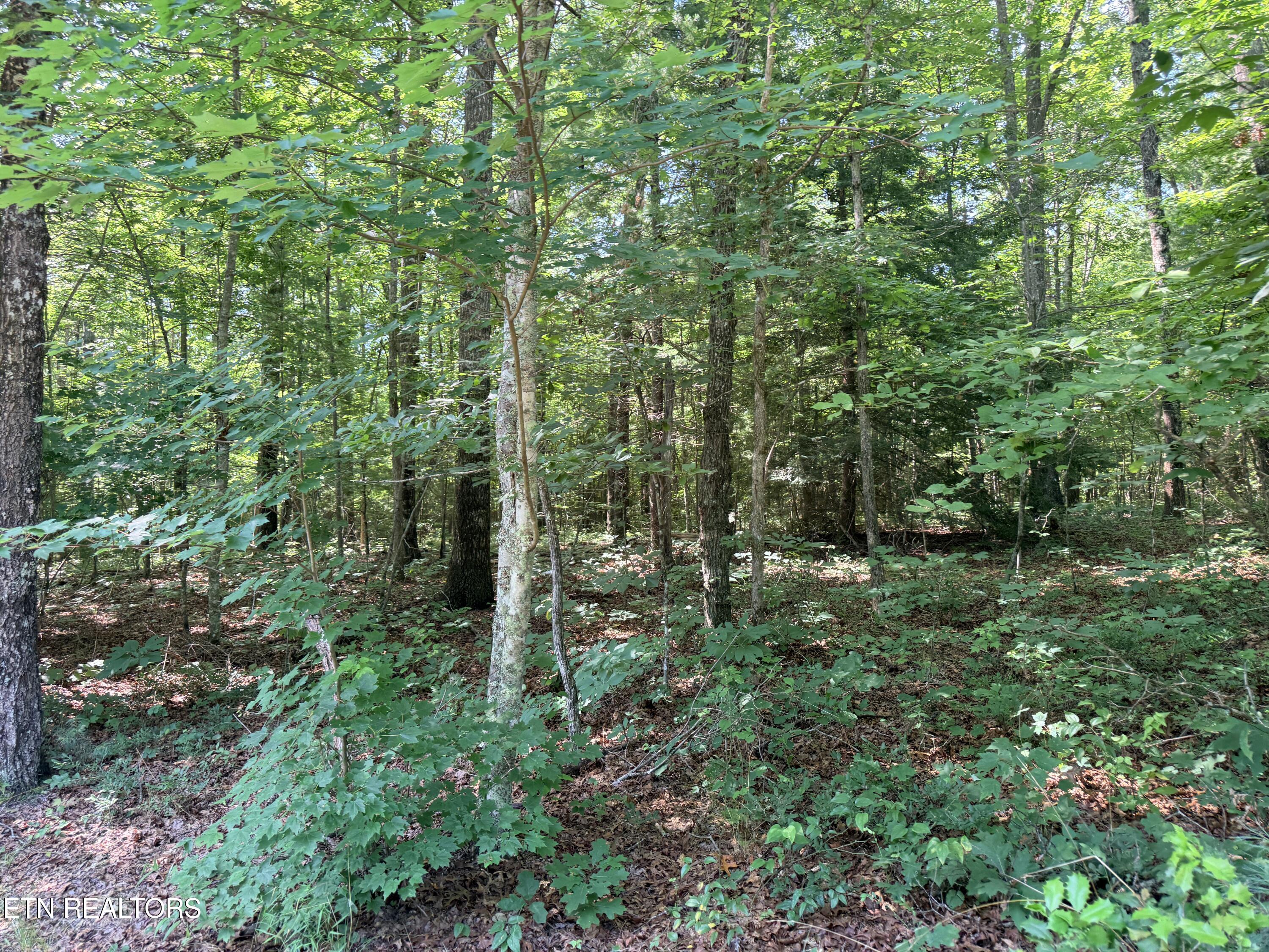 390 Georgee Road Jamestown TN 38556