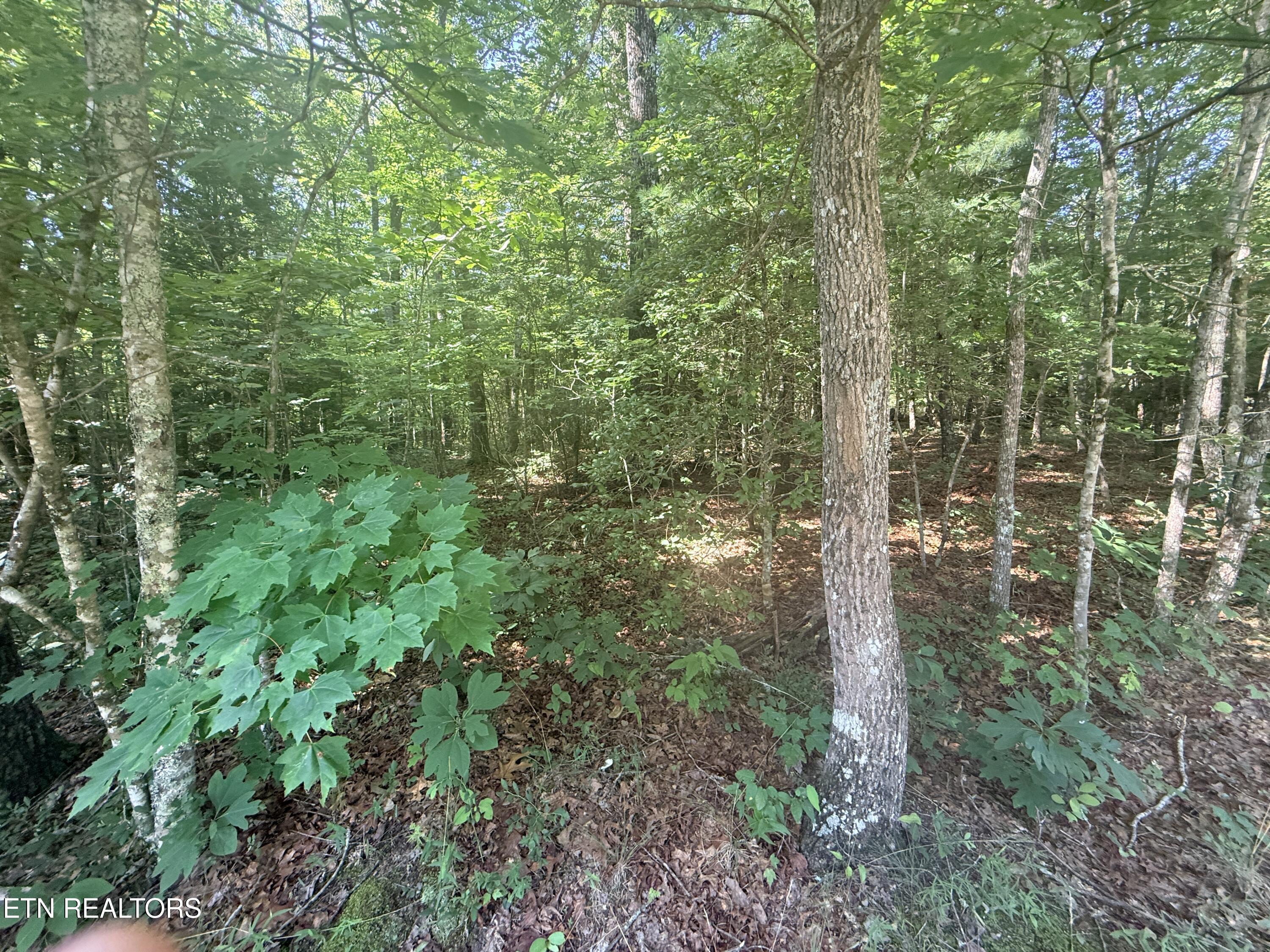 390 Georgee Road Jamestown TN 38556
