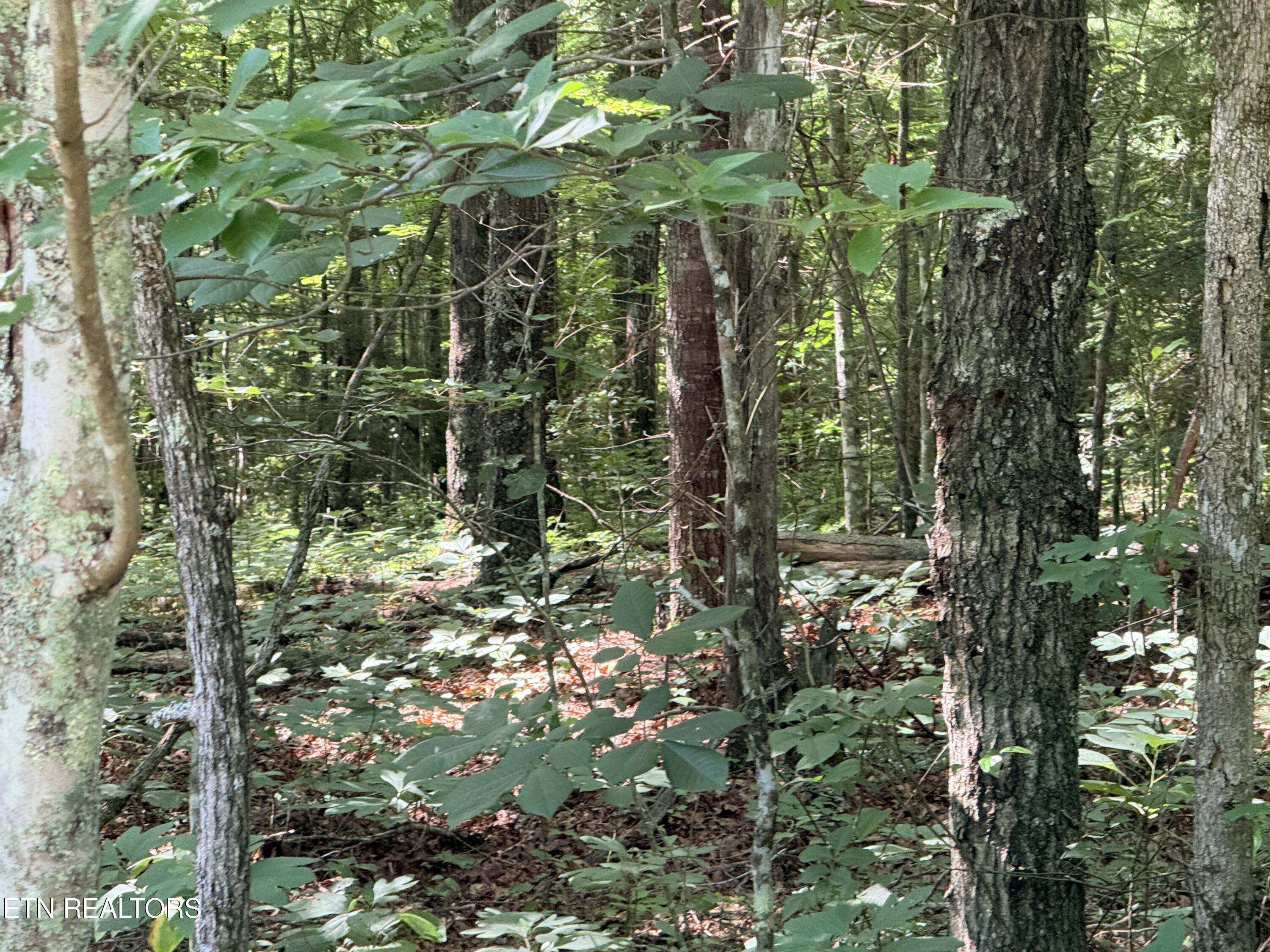 390 Georgee Road Jamestown TN 38556