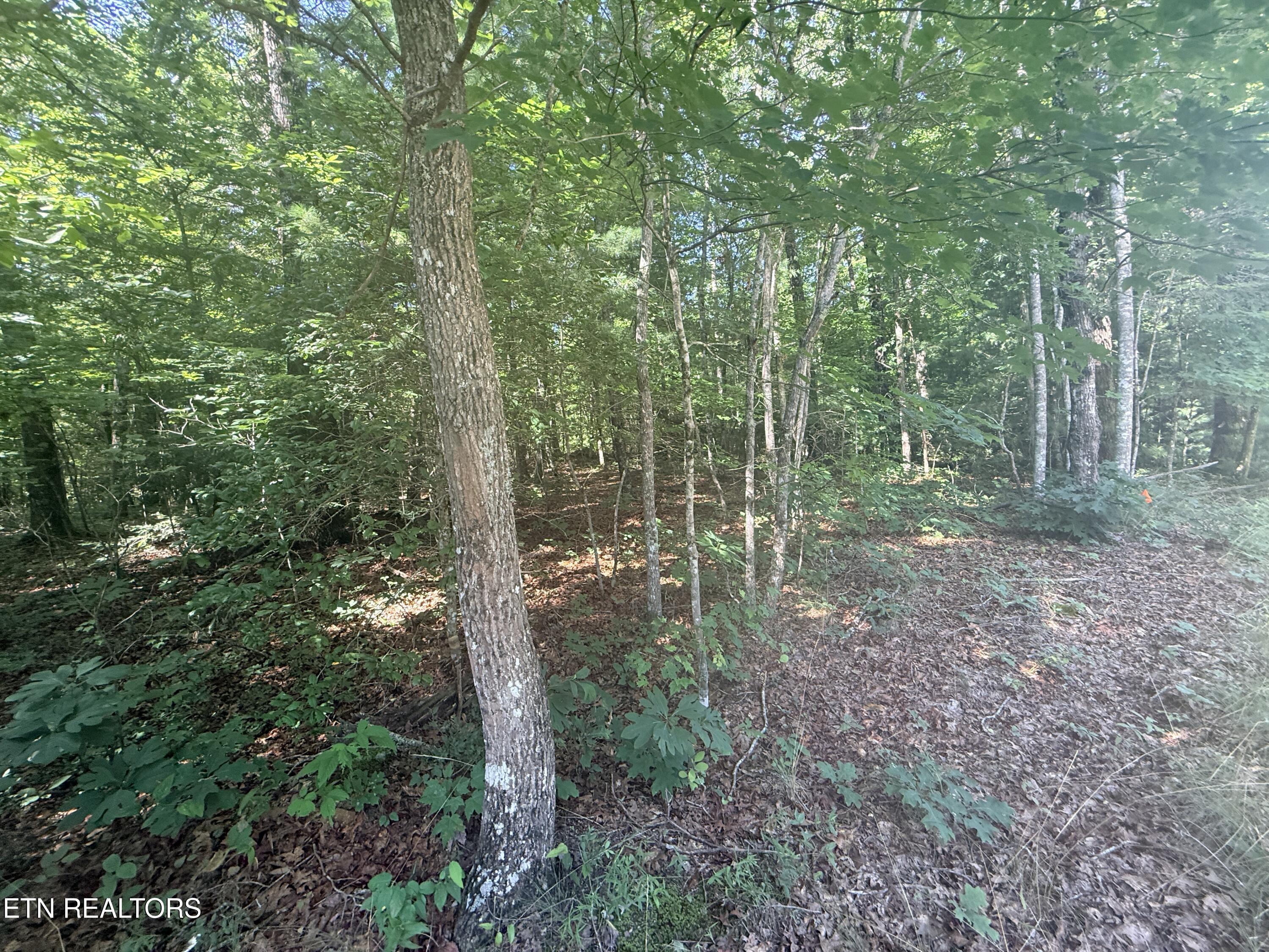 390 Georgee Road Jamestown TN 38556