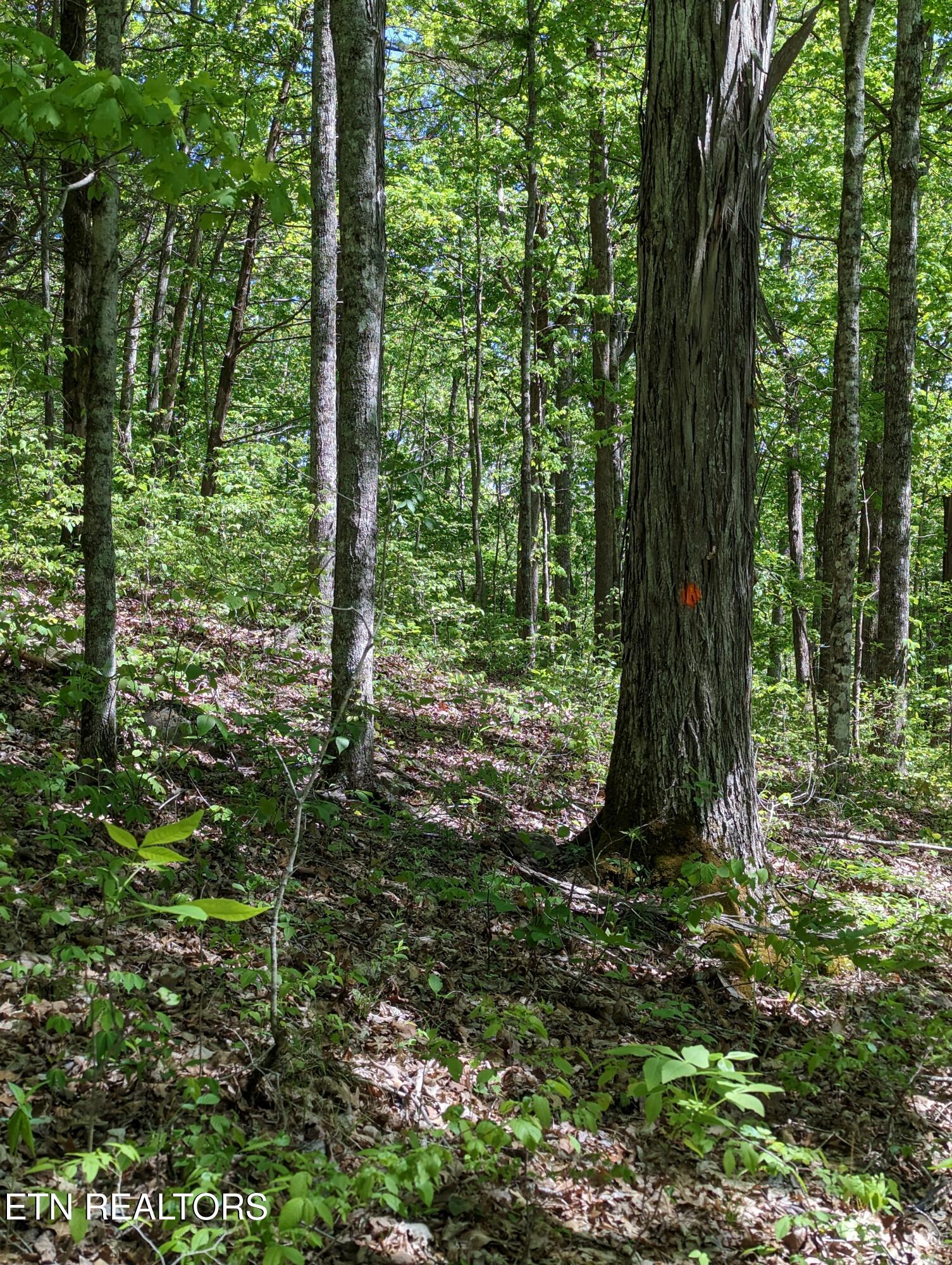 Cherokee Path Jamestown TN 38556