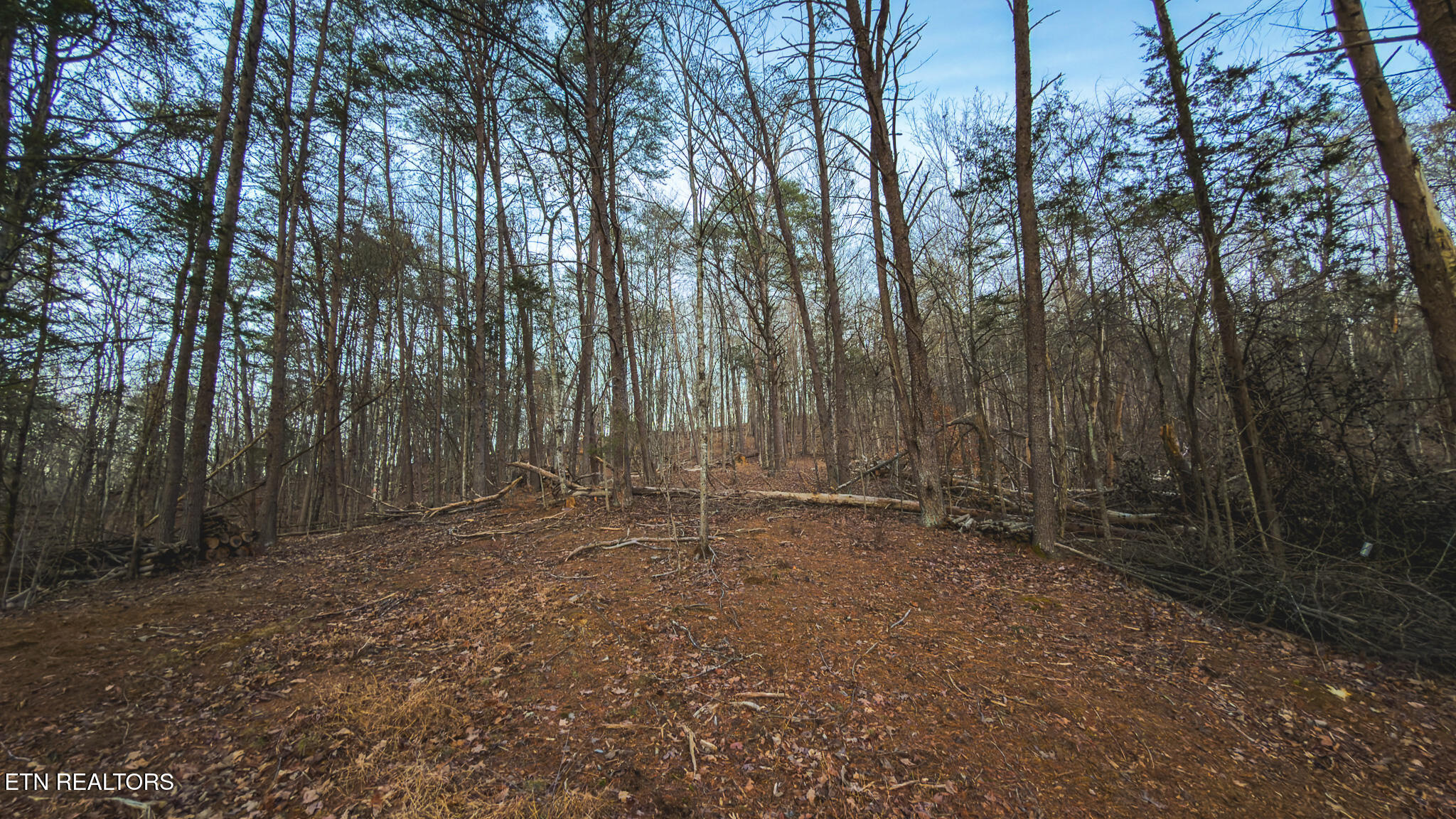 1655 Lester Whitt Road Rutledge TN 37861
