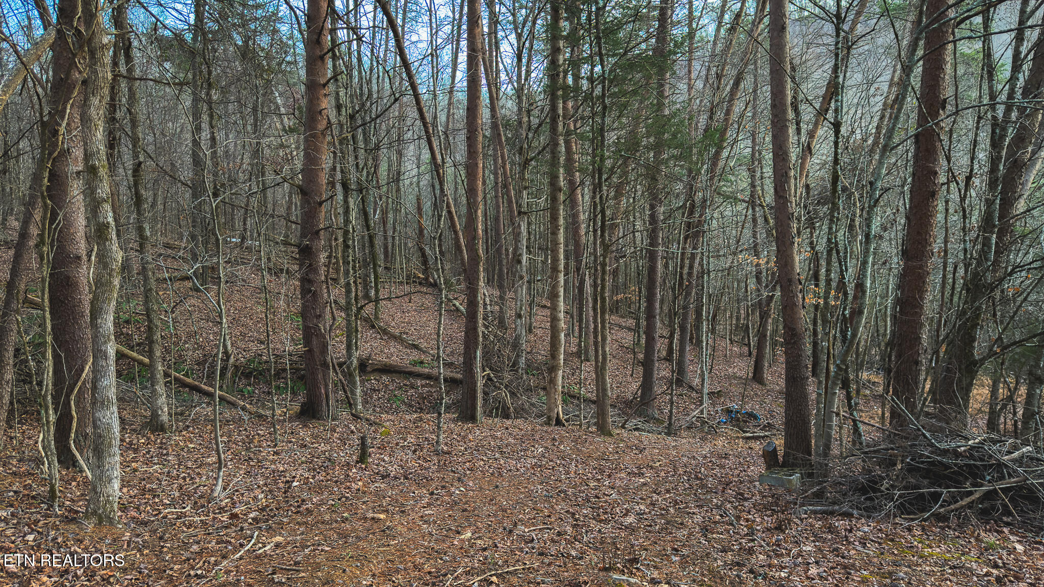1655 Lester Whitt Road Rutledge TN 37861