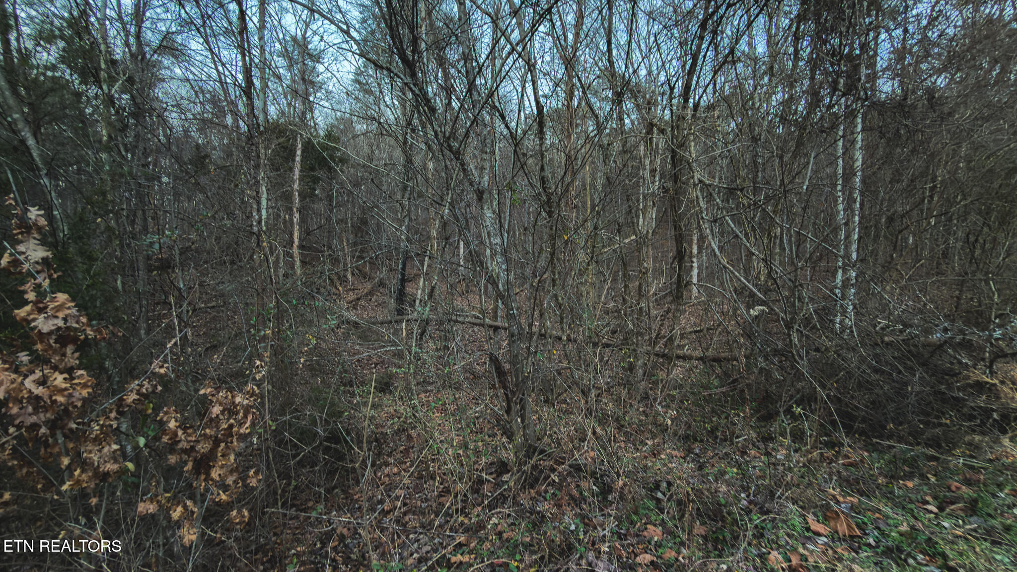 1655 Lester Whitt Road Rutledge TN 37861
