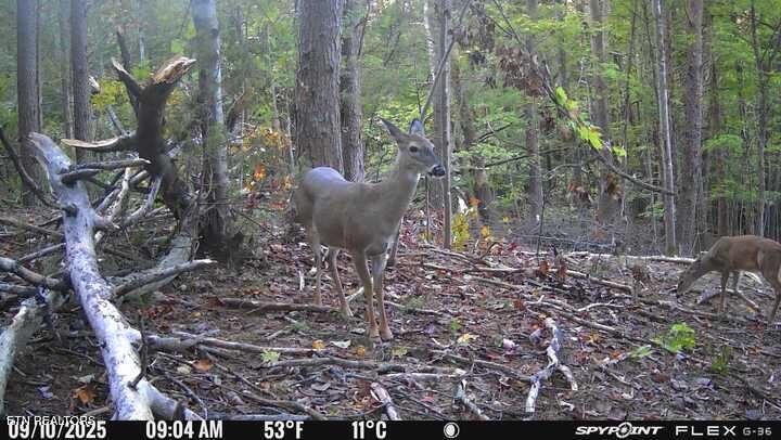 1655 Lester Whitt Road Rutledge TN 37861