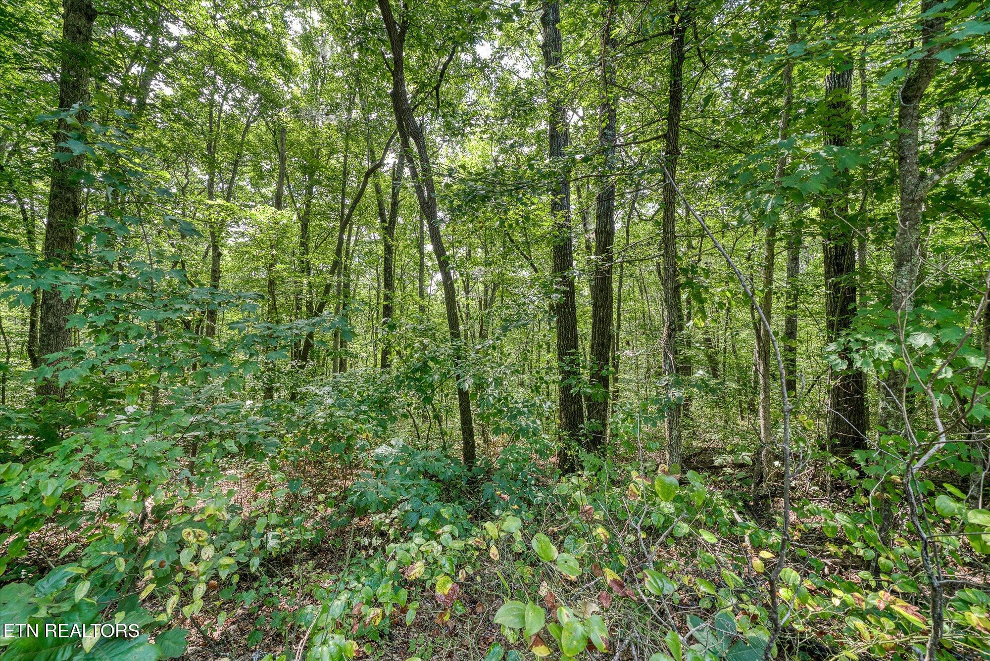 Creek Drive Monterey TN 38574