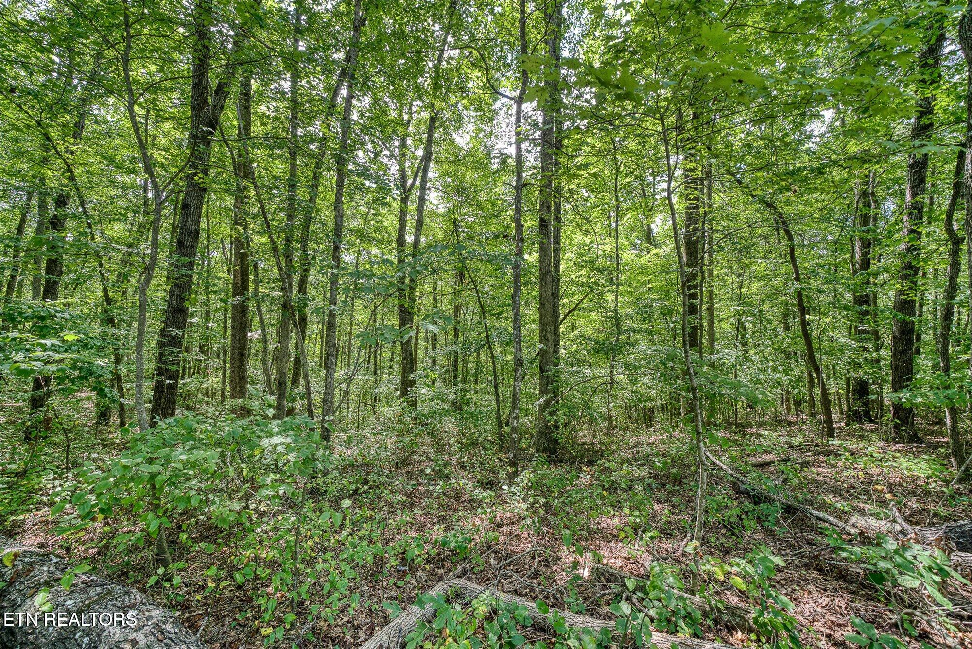 Creek Drive Monterey TN 38574