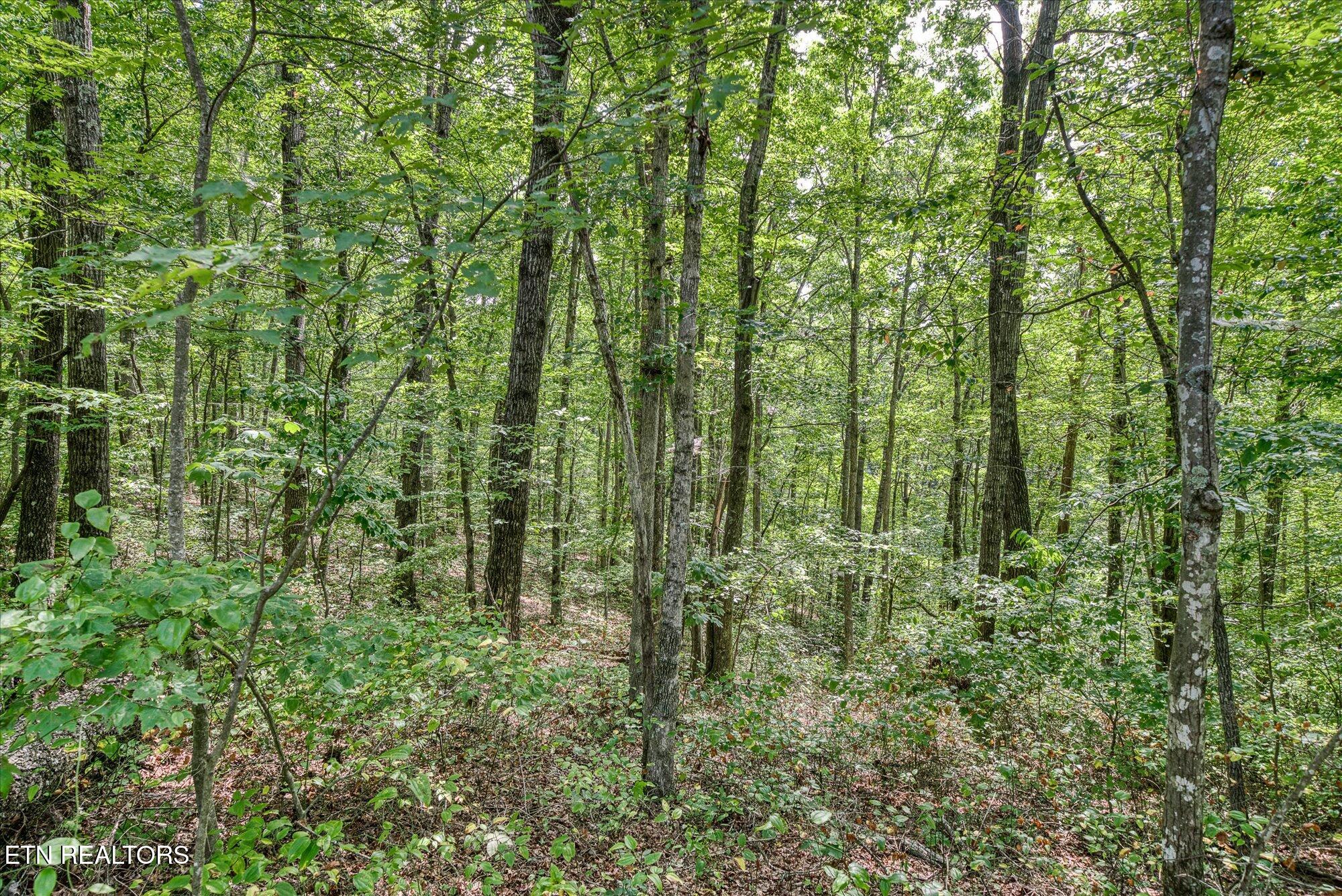 Creek Drive Monterey TN 38574