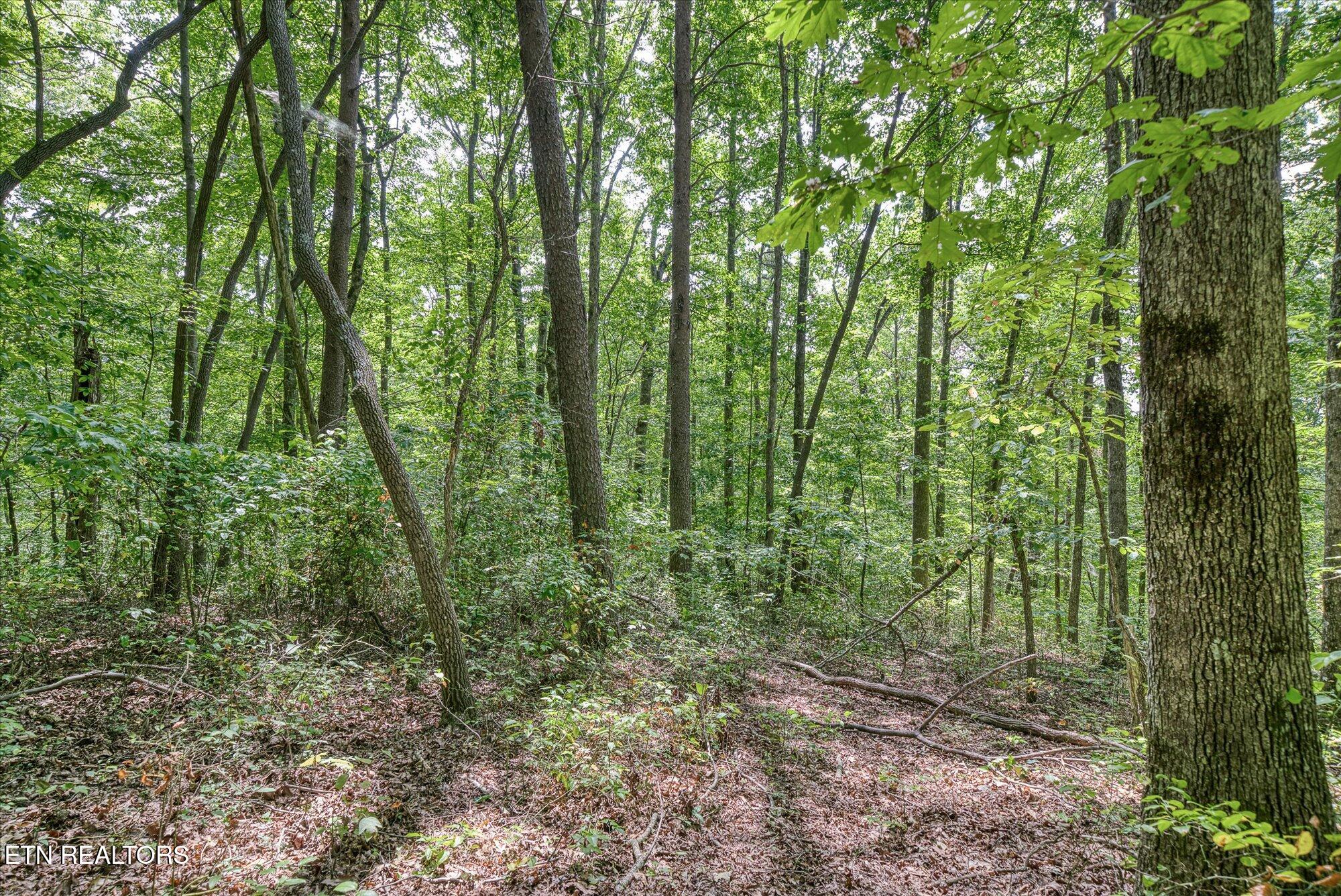 Creek Drive Monterey TN 38574