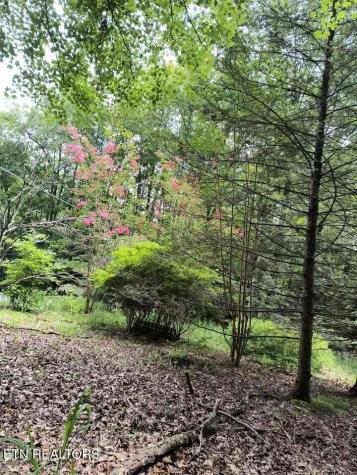 47 S Shorewood Drive Caryville TN 37714