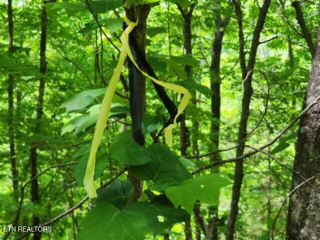 Lot 6 Forest Trails Lane Celina TN 38551