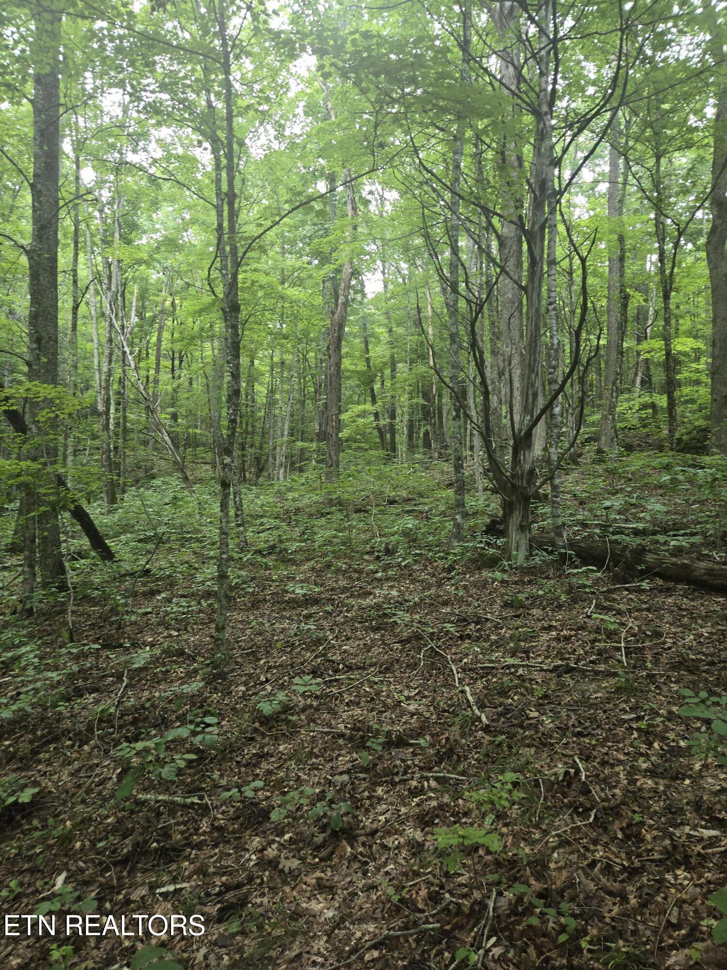 Prospect Road Sneedville TN 37869