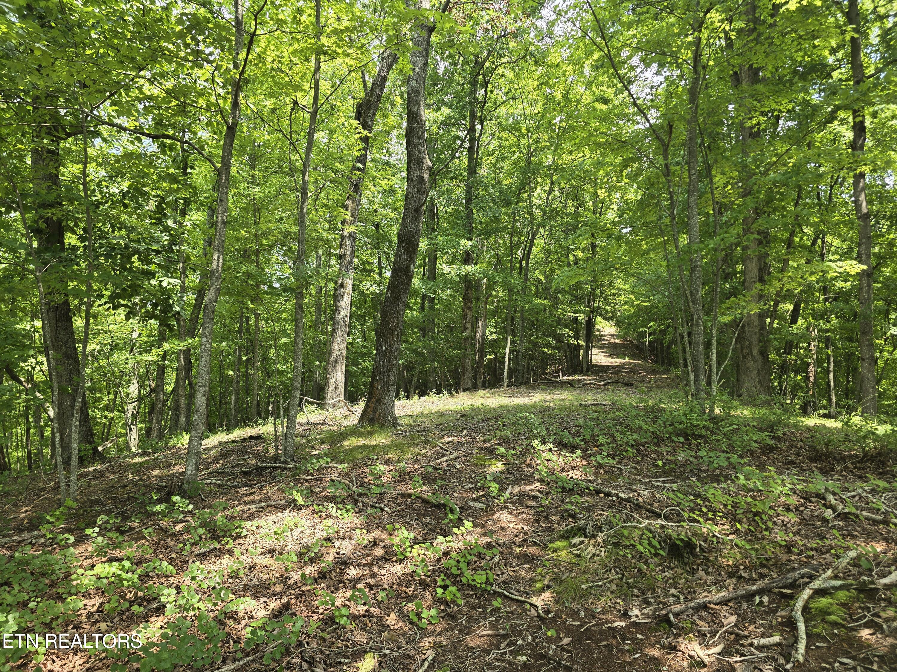 Lot 22 Twin Feathers Drive Rockwood TN 37854