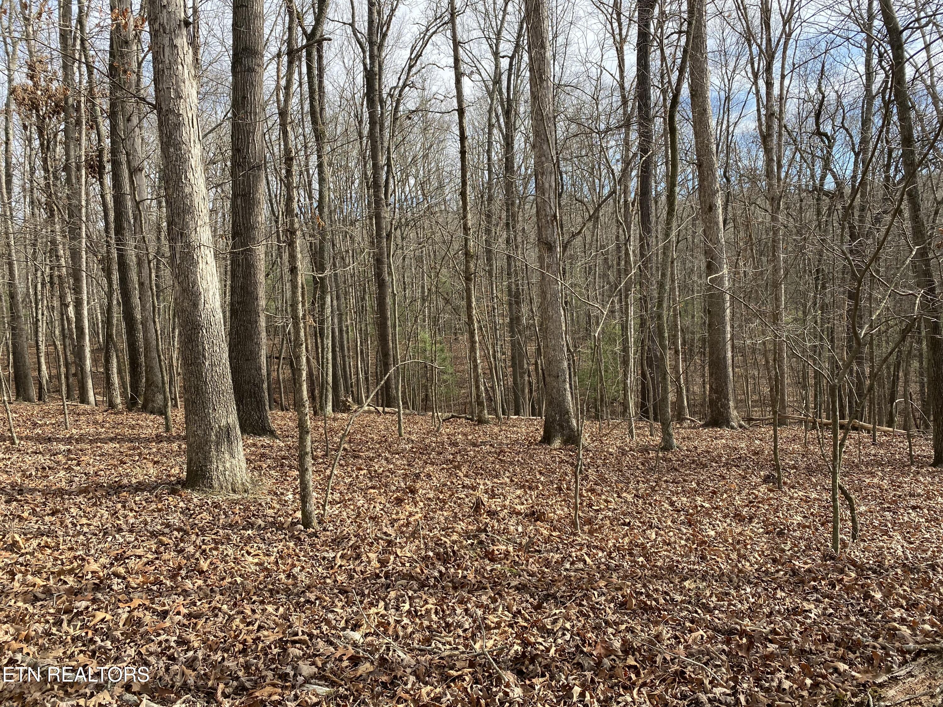 1566 Old Dogwood Trail Loudon TN 37774