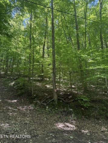 White Oak Lane Caryville TN 37714