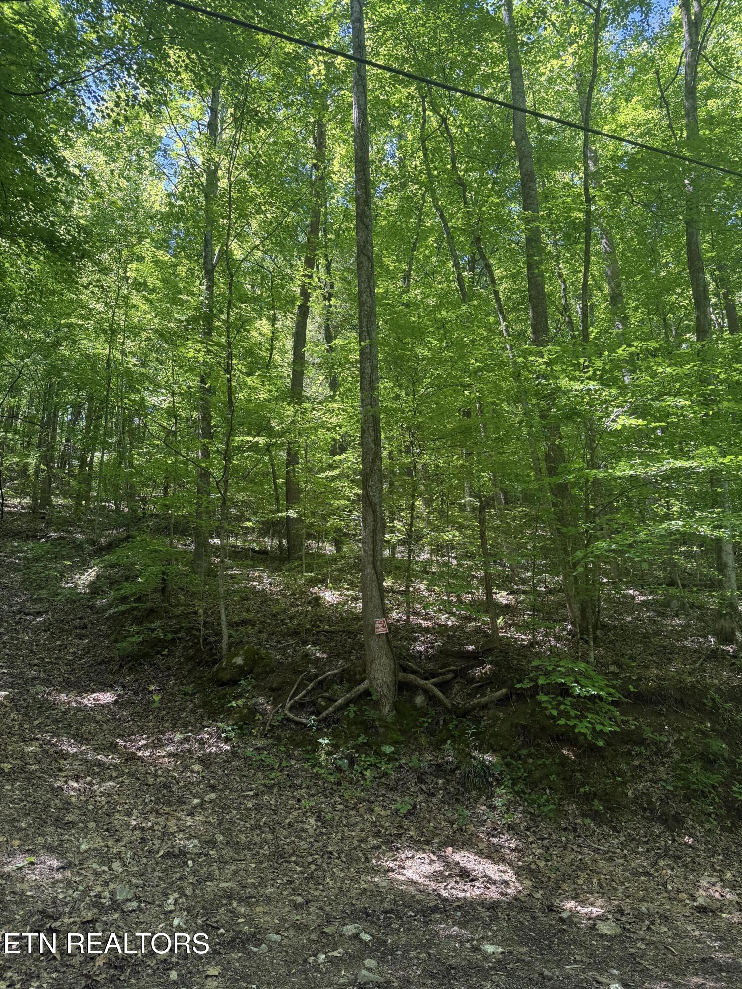 White Oak Lane Caryville TN 37714