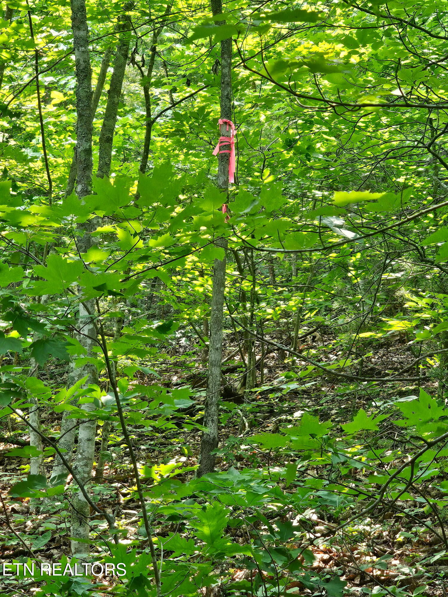 Sharp Road Sevierville TN 37876