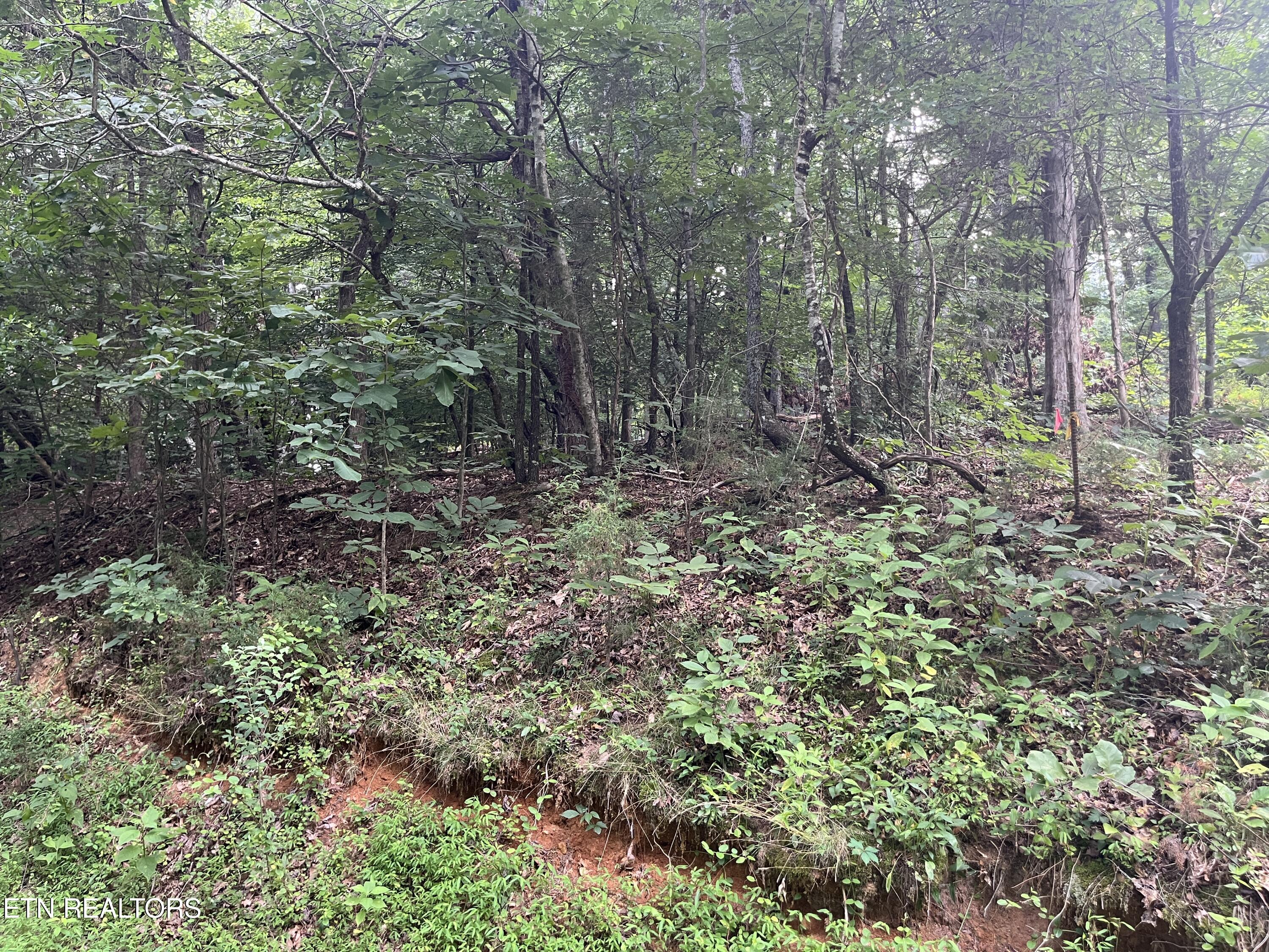 3278 Hillside Road White Pine TN 37890
