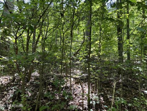 Pearl Lot 5 Lane Maynardville TN 37807