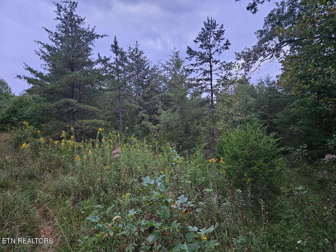 00 Sandy Road N/o Road Wilder TN 38589
