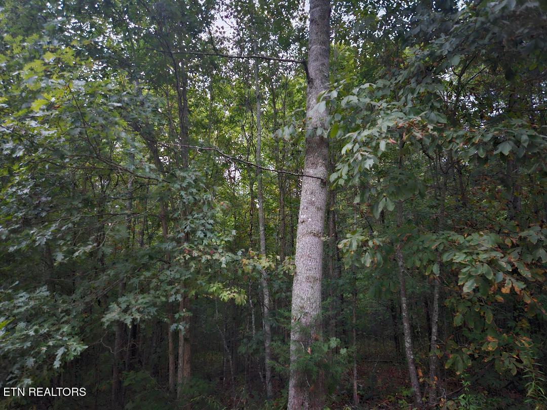 00 Sandy Road N/o Road Wilder TN 38589