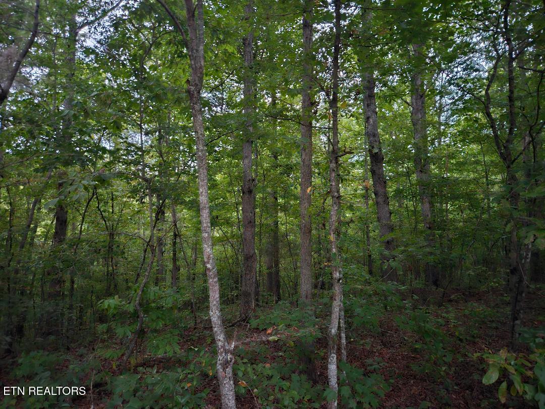 00 Sandy Road N/o Road Wilder TN 38589