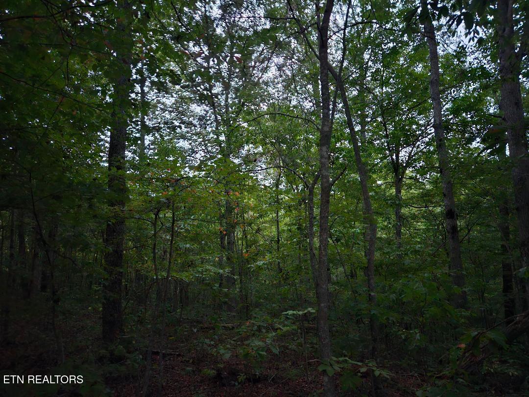 00 Sandy Road N/o Road Wilder TN 38589
