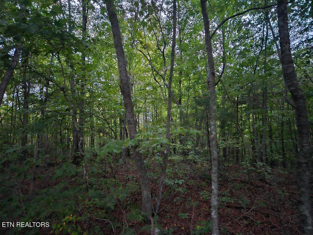 00 Sandy Road N/o Road Wilder TN 38589