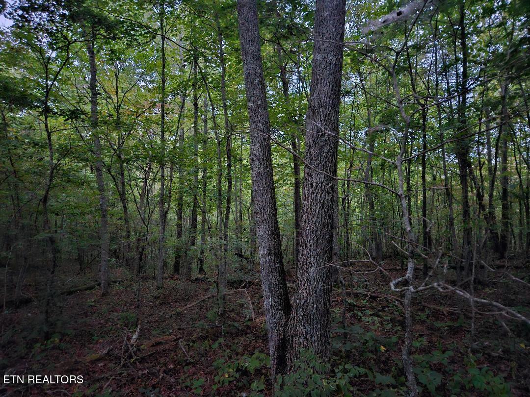 00 Sandy Road N/o Road Wilder TN 38589