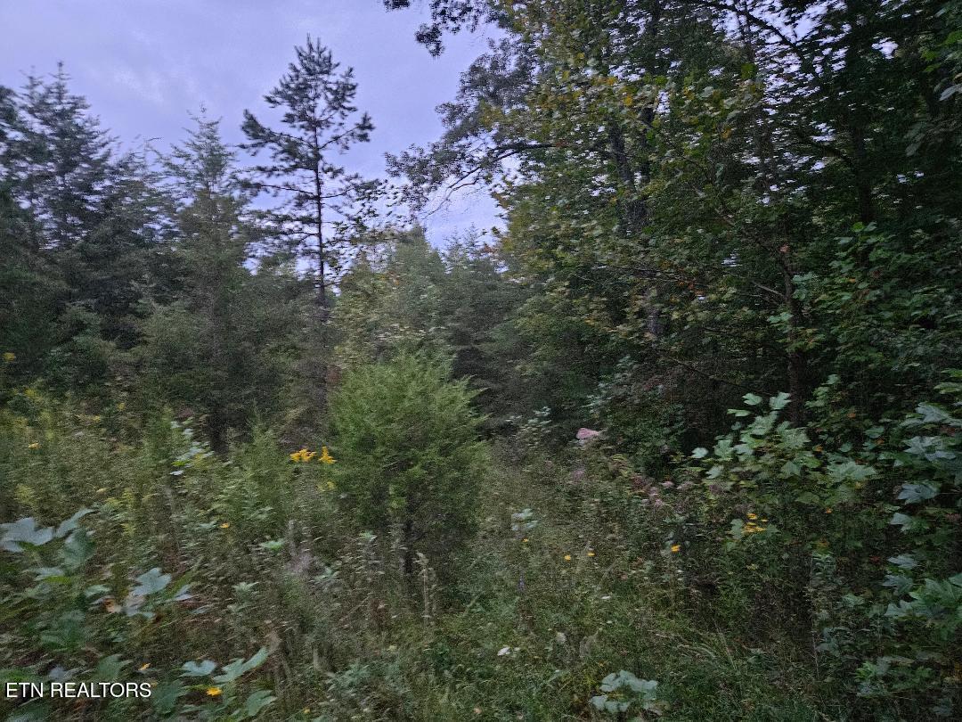 00 Sandy Road N/o Road Wilder TN 38589