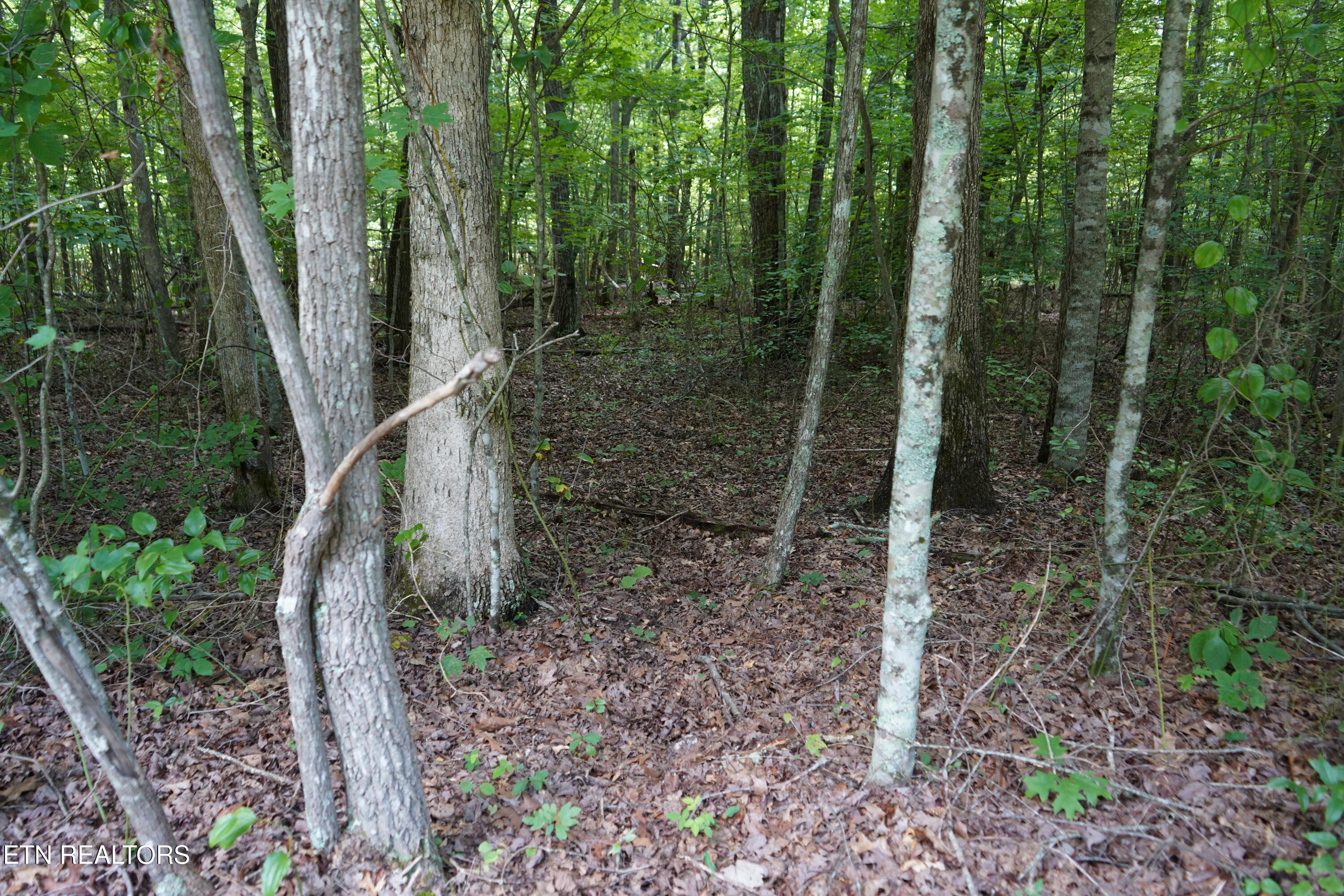 W Laurel Way Monterey TN 38574