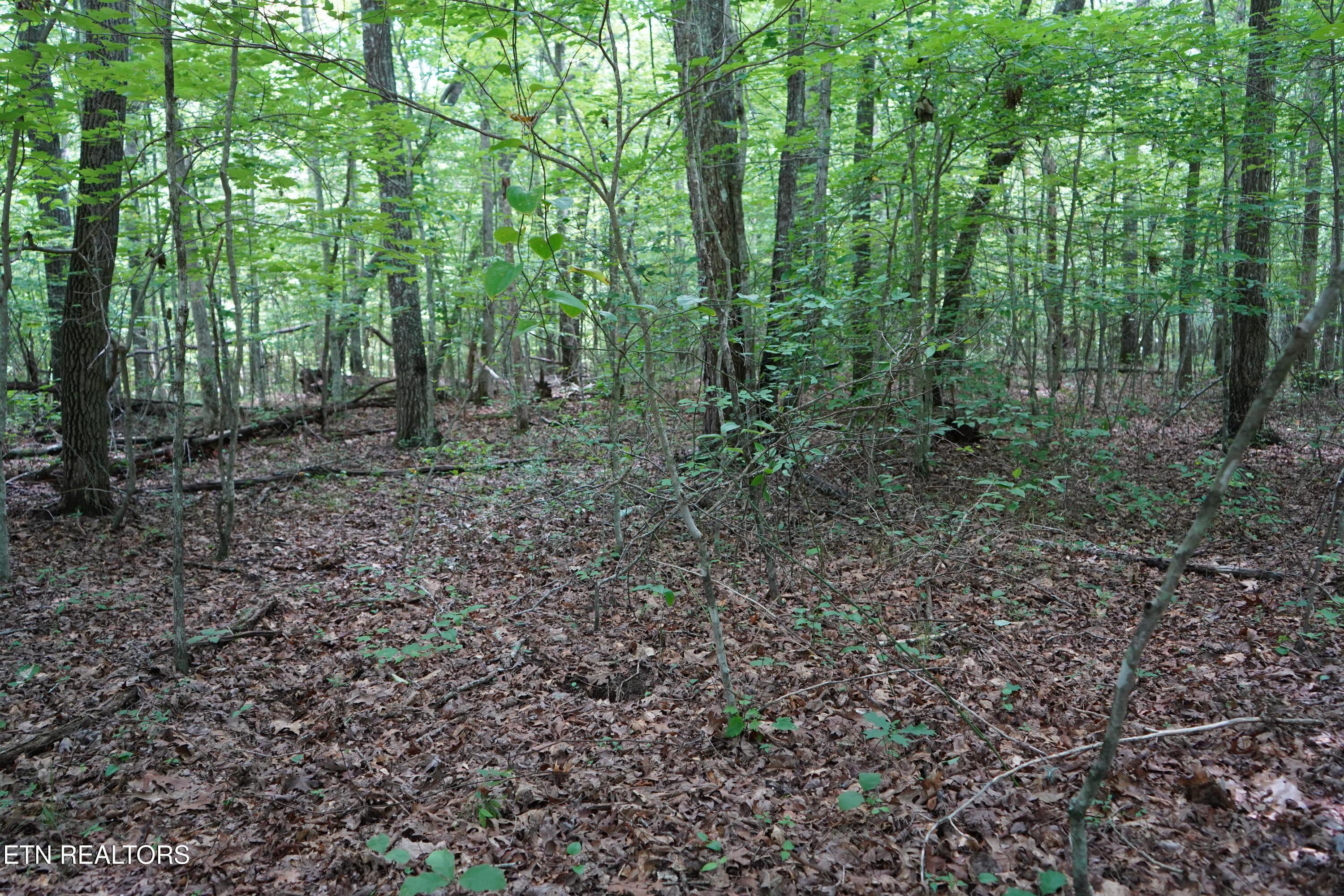 W Laurel Way Monterey TN 38574