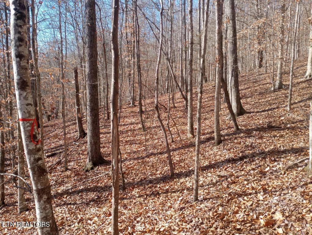 Whistle Valley Road New Tazewell TN 37825
