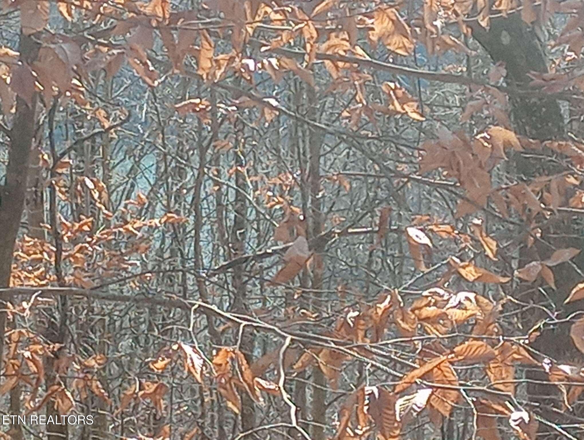 Whistle Valley Road New Tazewell TN 37825