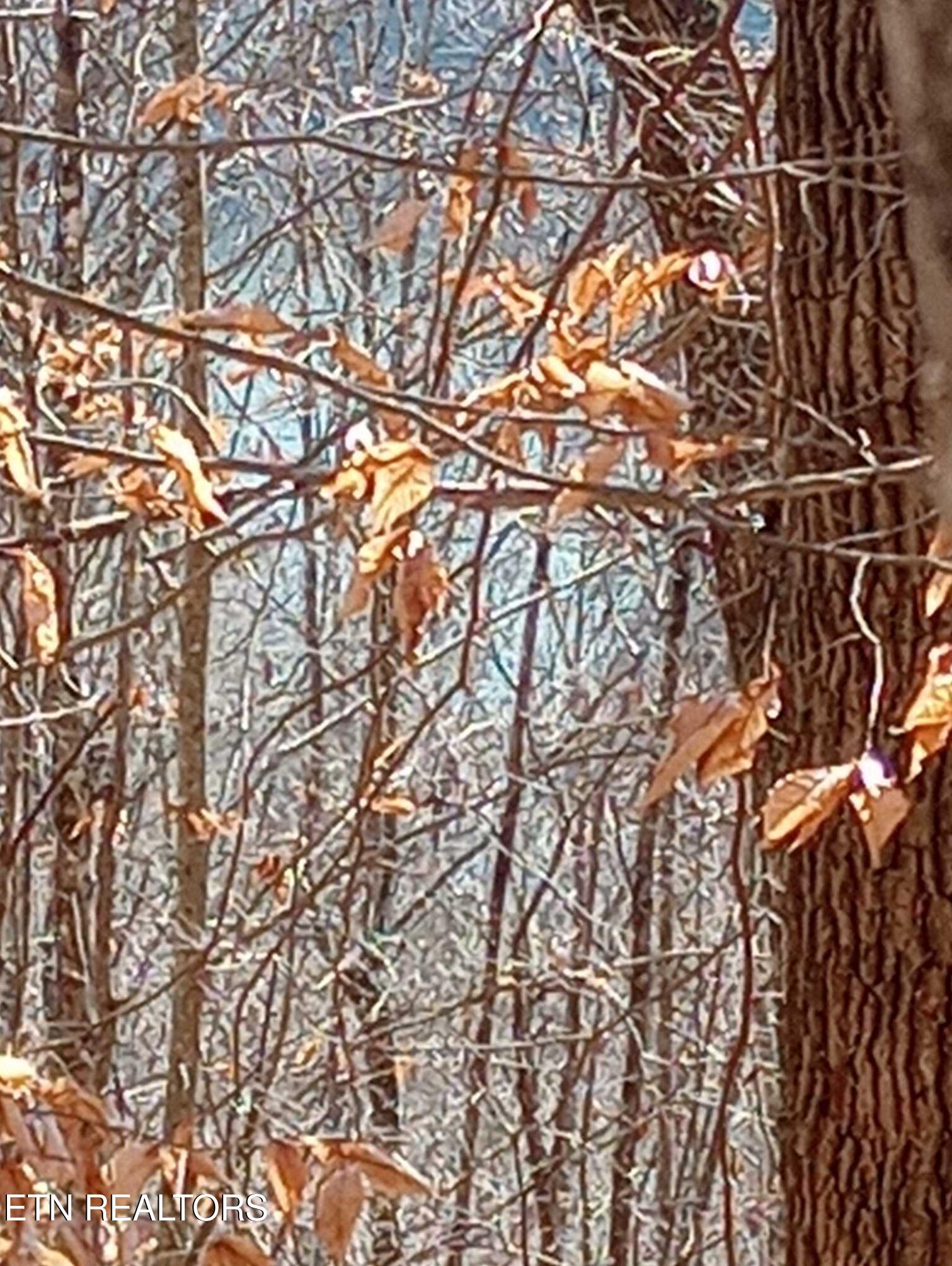 Whistle Valley Road New Tazewell TN 37825