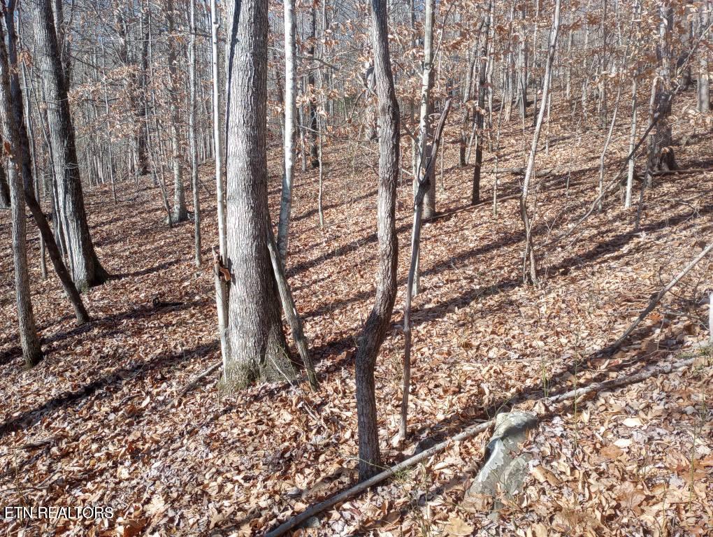Whistle Valley Road New Tazewell TN 37825