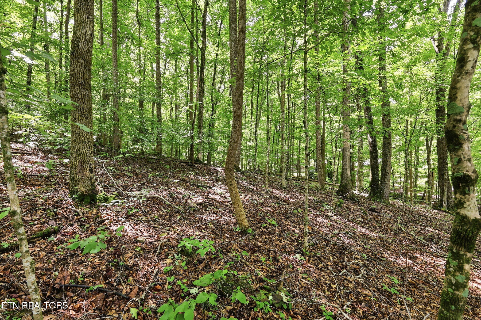 Lot 17 Tumbling Run Estates Maynardville TN 37807