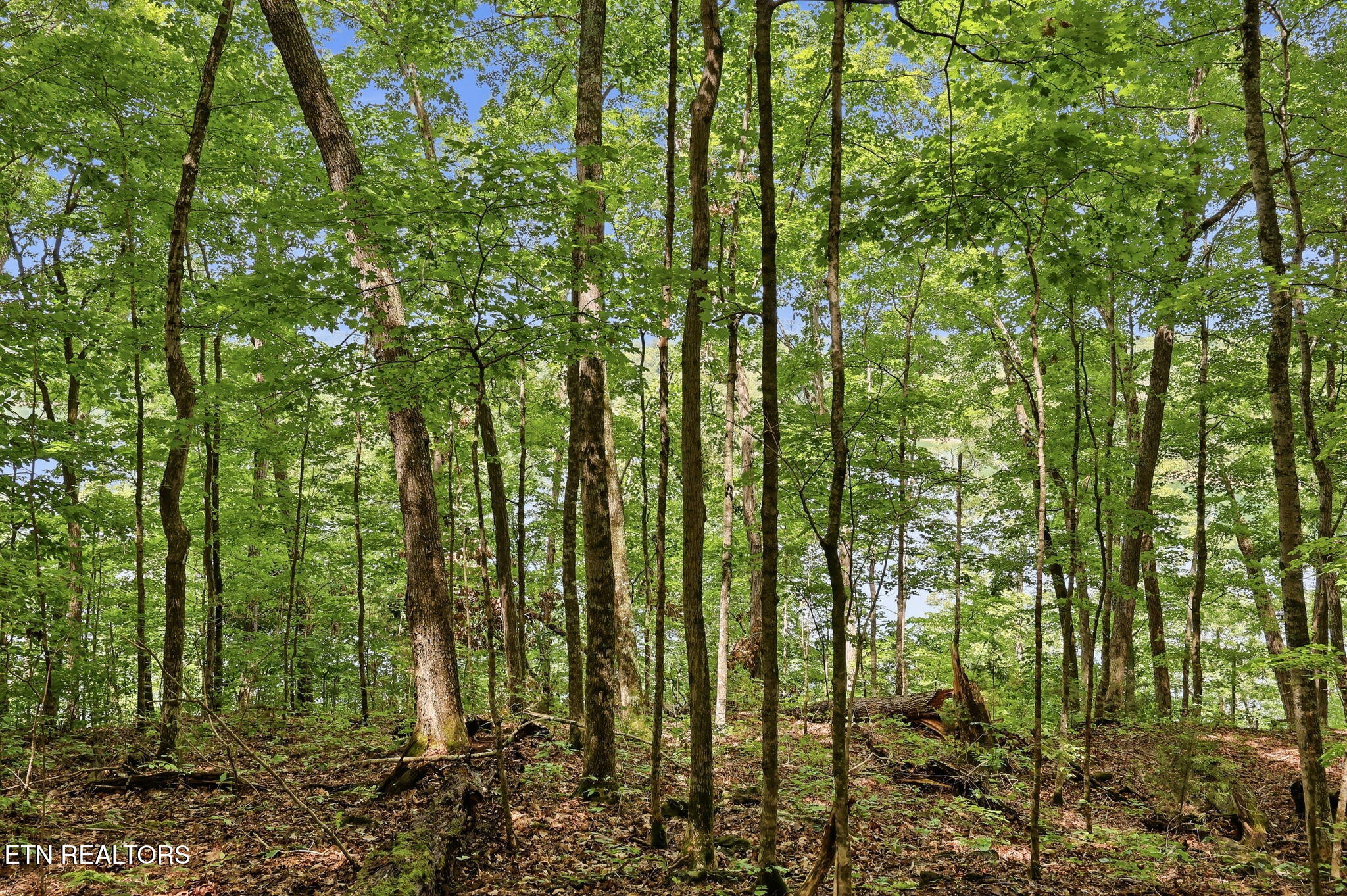 Lot 17 Tumbling Run Estates Maynardville TN 37807