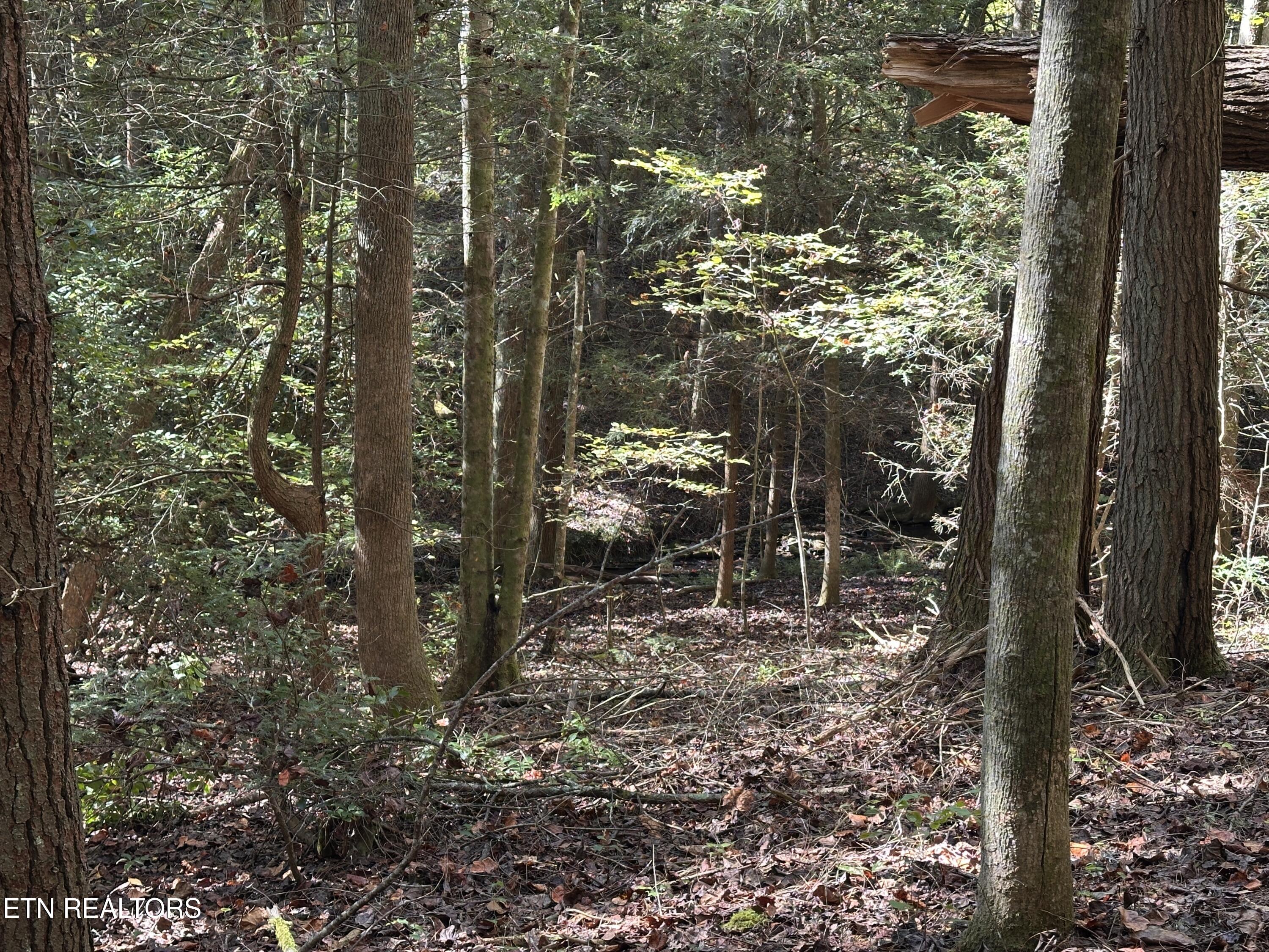 18.6 Ac Cave Branch Road Allardt TN 38504