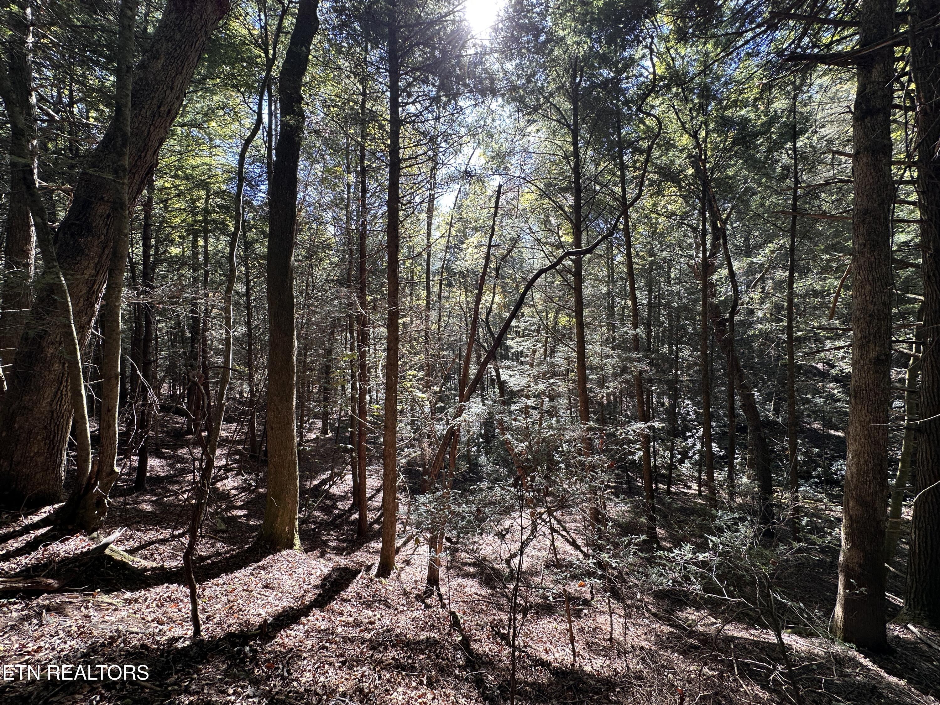18.6 Ac Cave Branch Road Allardt TN 38504