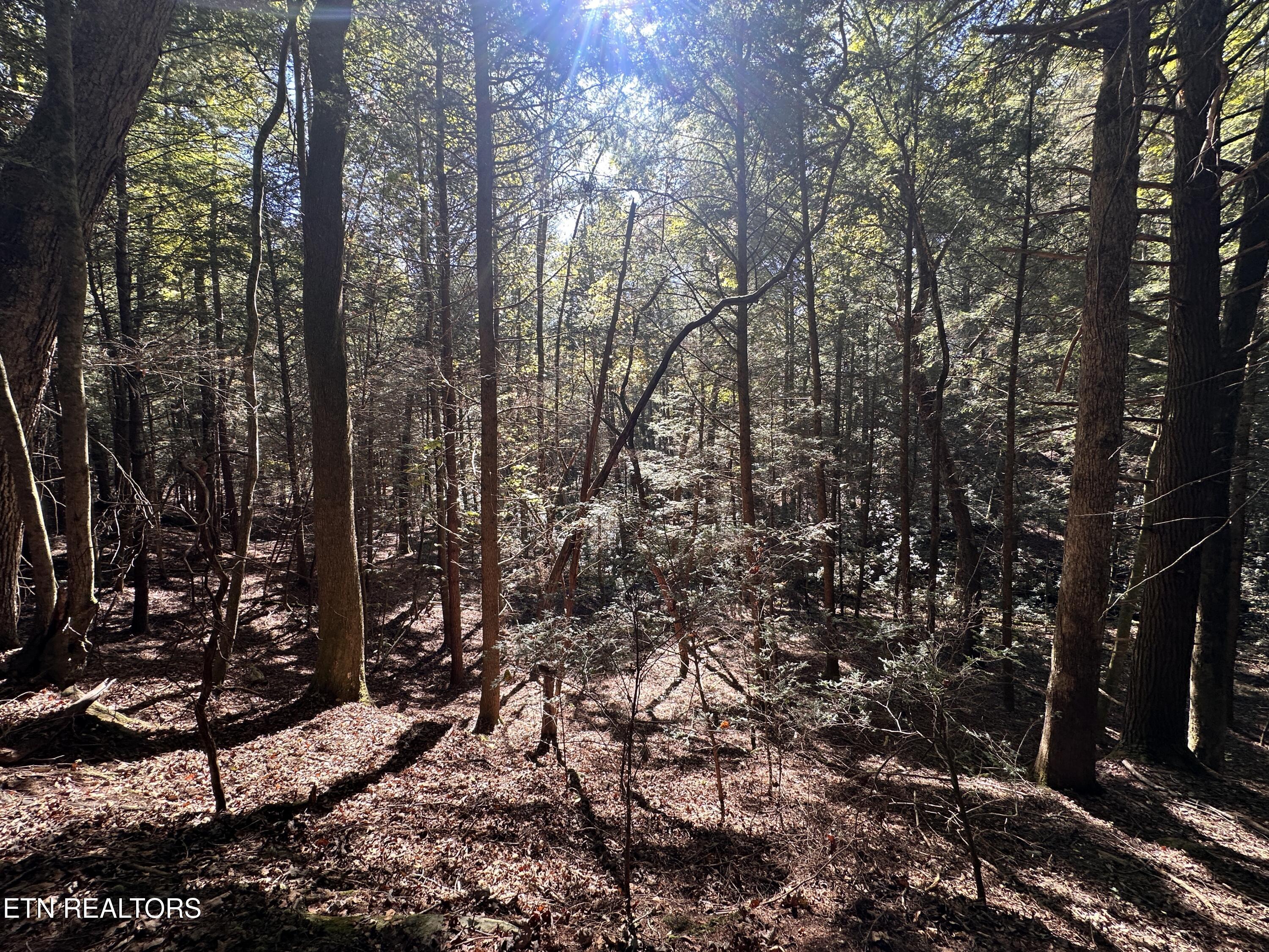 18.6 Ac Cave Branch Road Allardt TN 38504