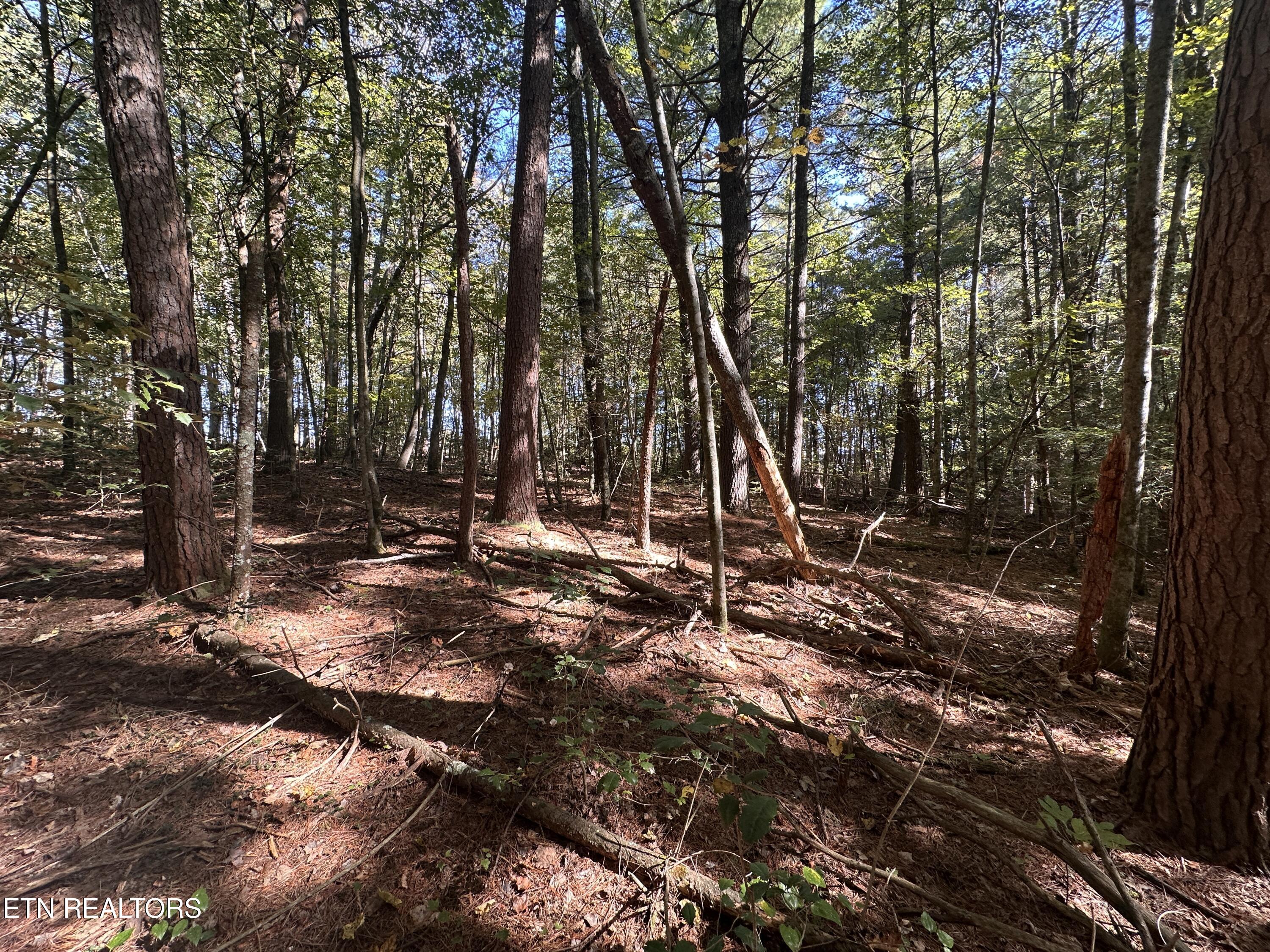 18.6 Ac Cave Branch Road Allardt TN 38504