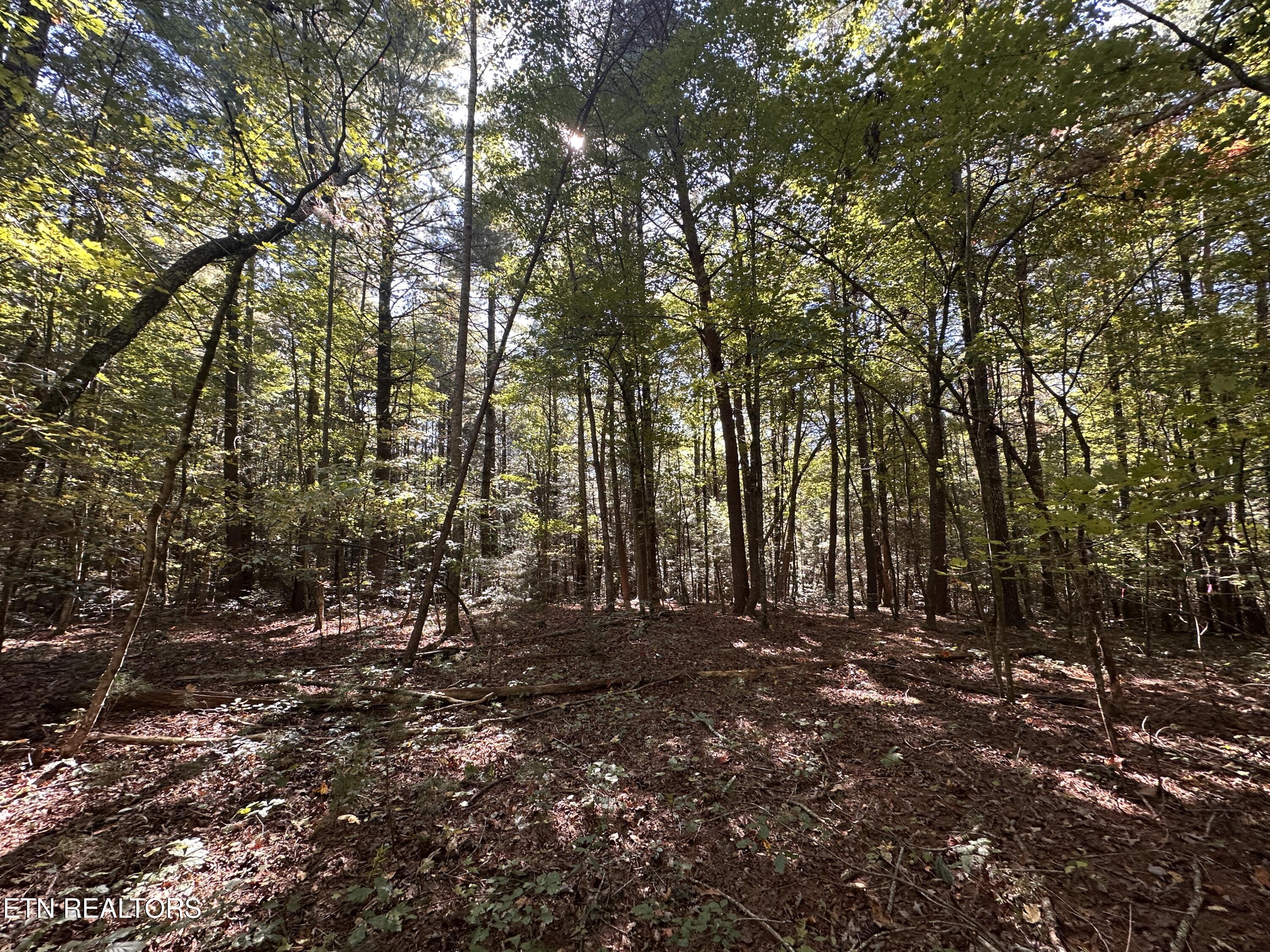 18.6 Ac Cave Branch Road Allardt TN 38504