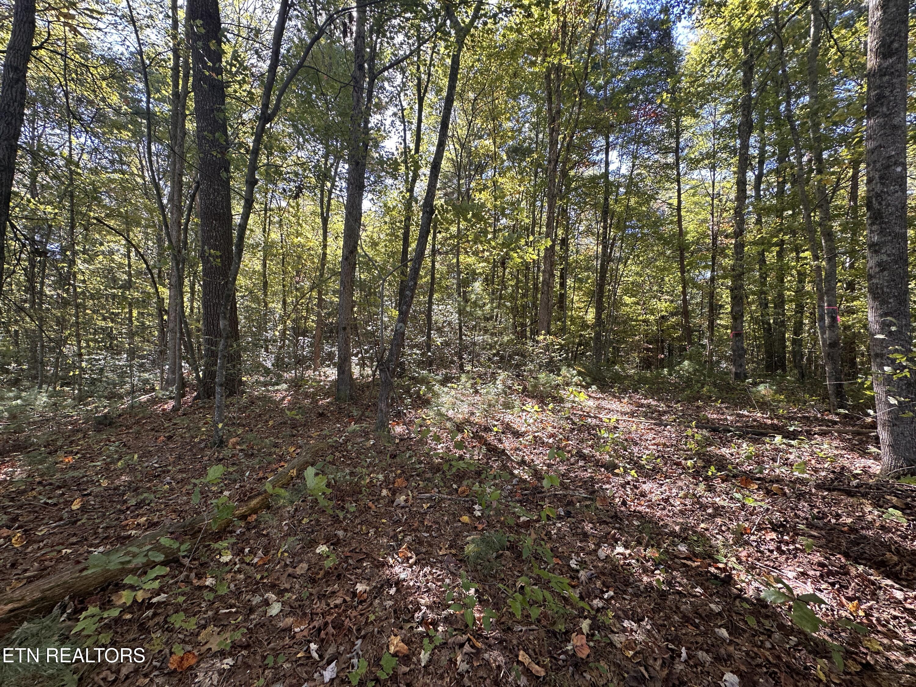 18.6 Ac Cave Branch Road Allardt TN 38504