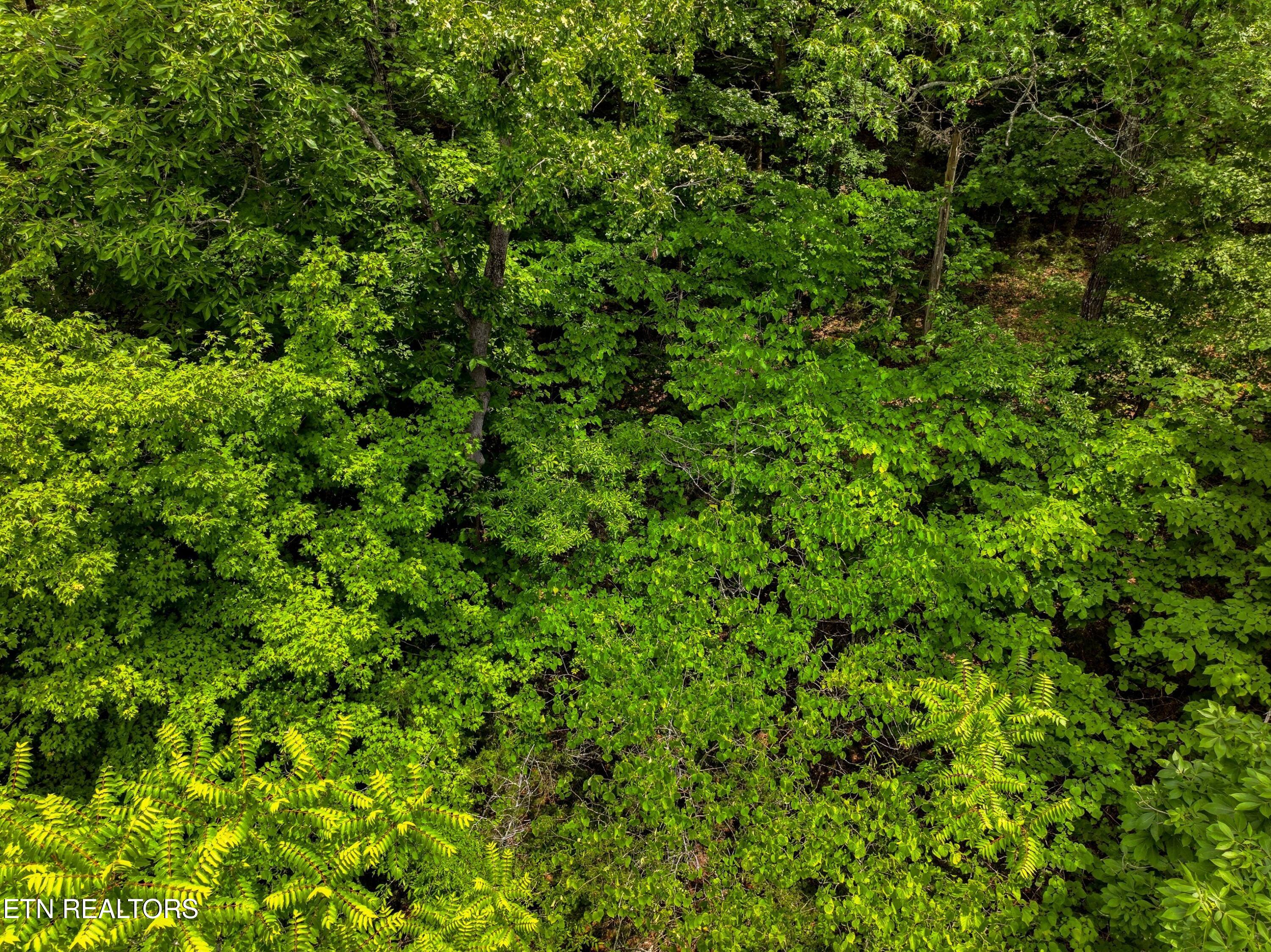 Lot 110 Eagles Ridge Tazewell TN 37879