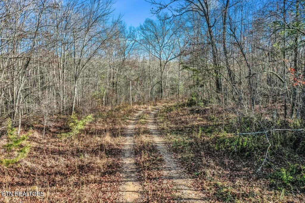 Nashville Avenue Deer Lodge TN 37726