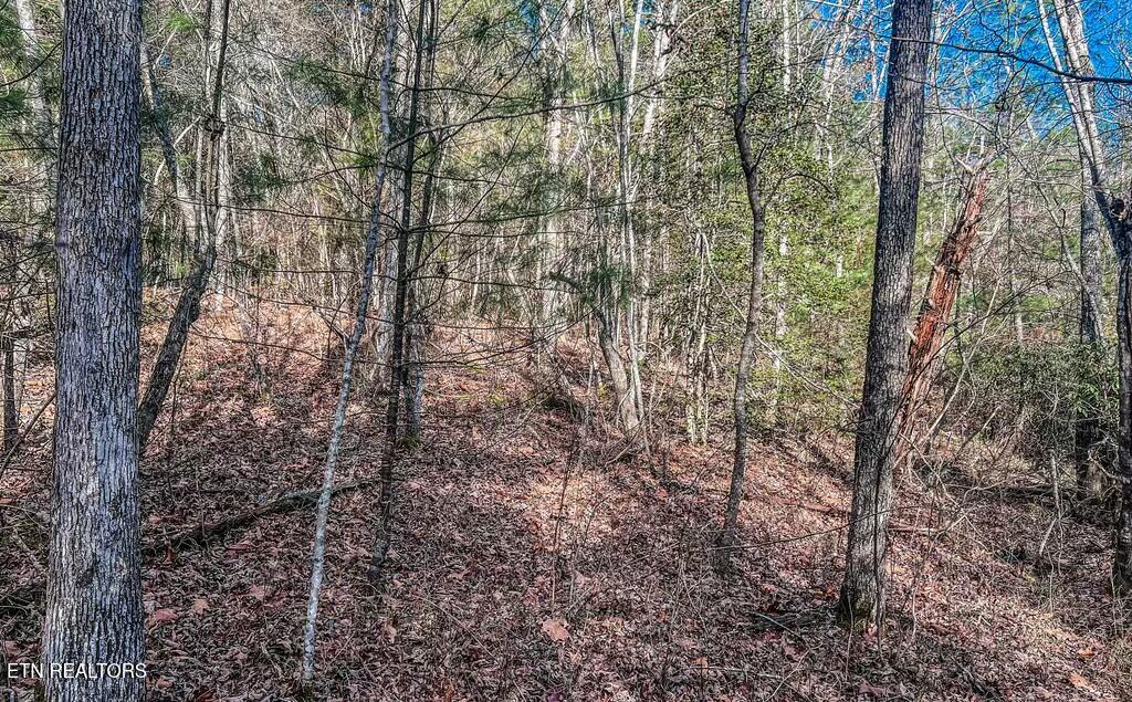 Nashville Avenue Deer Lodge TN 37726