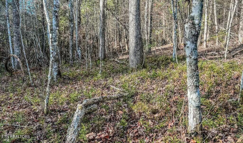 Nashville Avenue Deer Lodge TN 37726