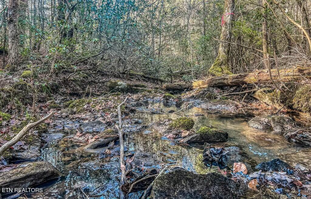 Nashville Avenue Deer Lodge TN 37726